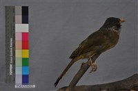 藏品(白環鸚嘴鵯)的圖片